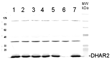 western blot using DHAR2 antibodies