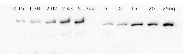 western blot using anti-EF-G1 antibodies