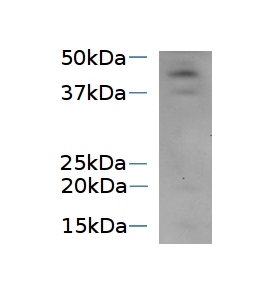 western blot using anti-SVR4-like antibodies