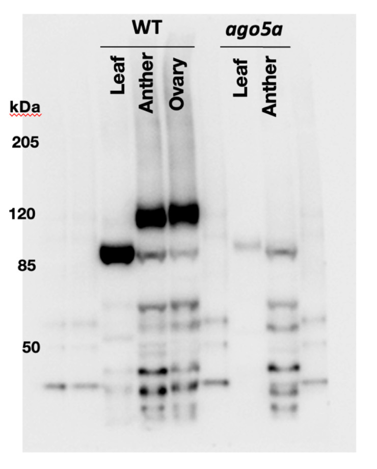 Western blot using anti-AGO5a (maize) antibodies