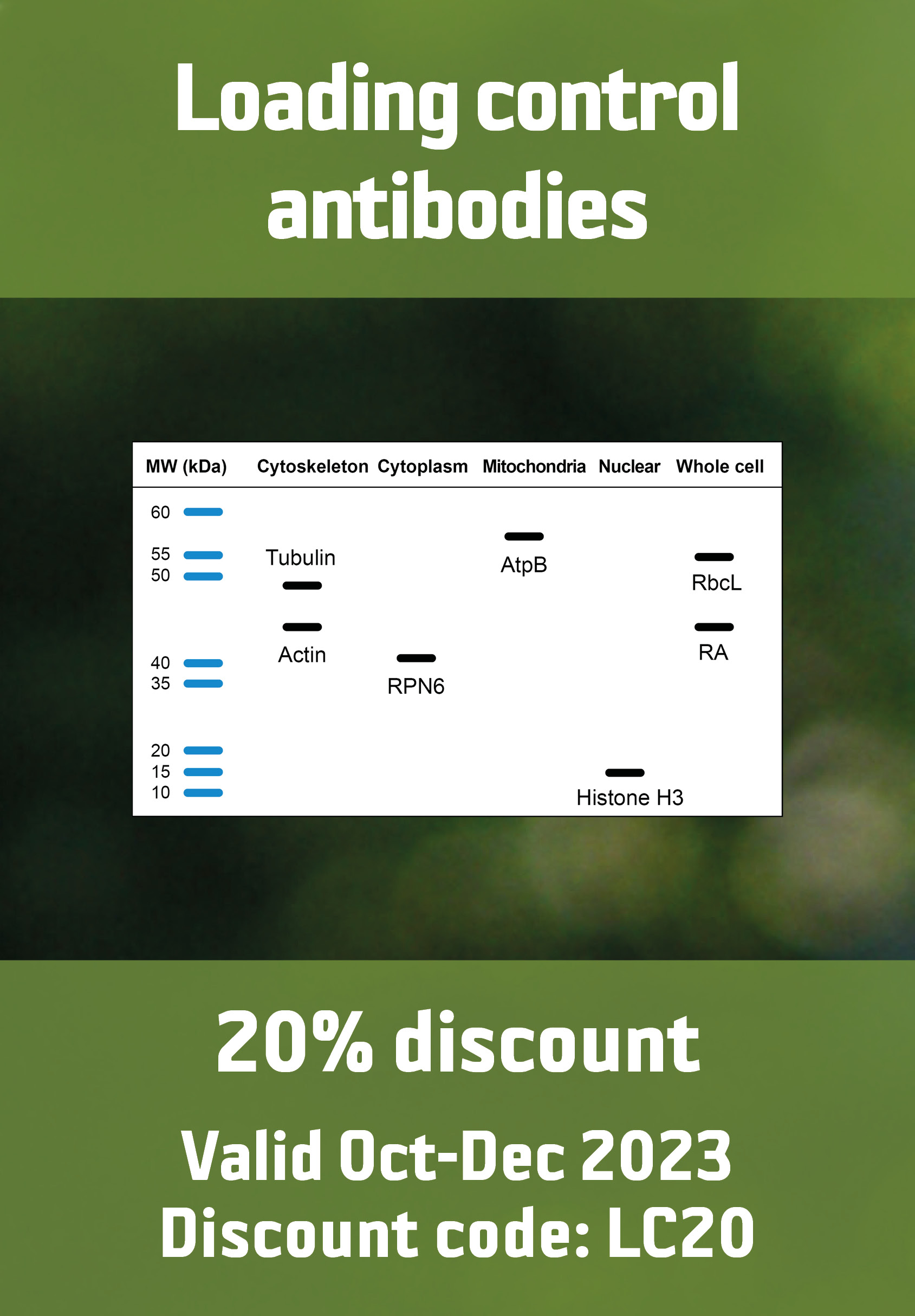20 % off loading control antibodies until end of 2023