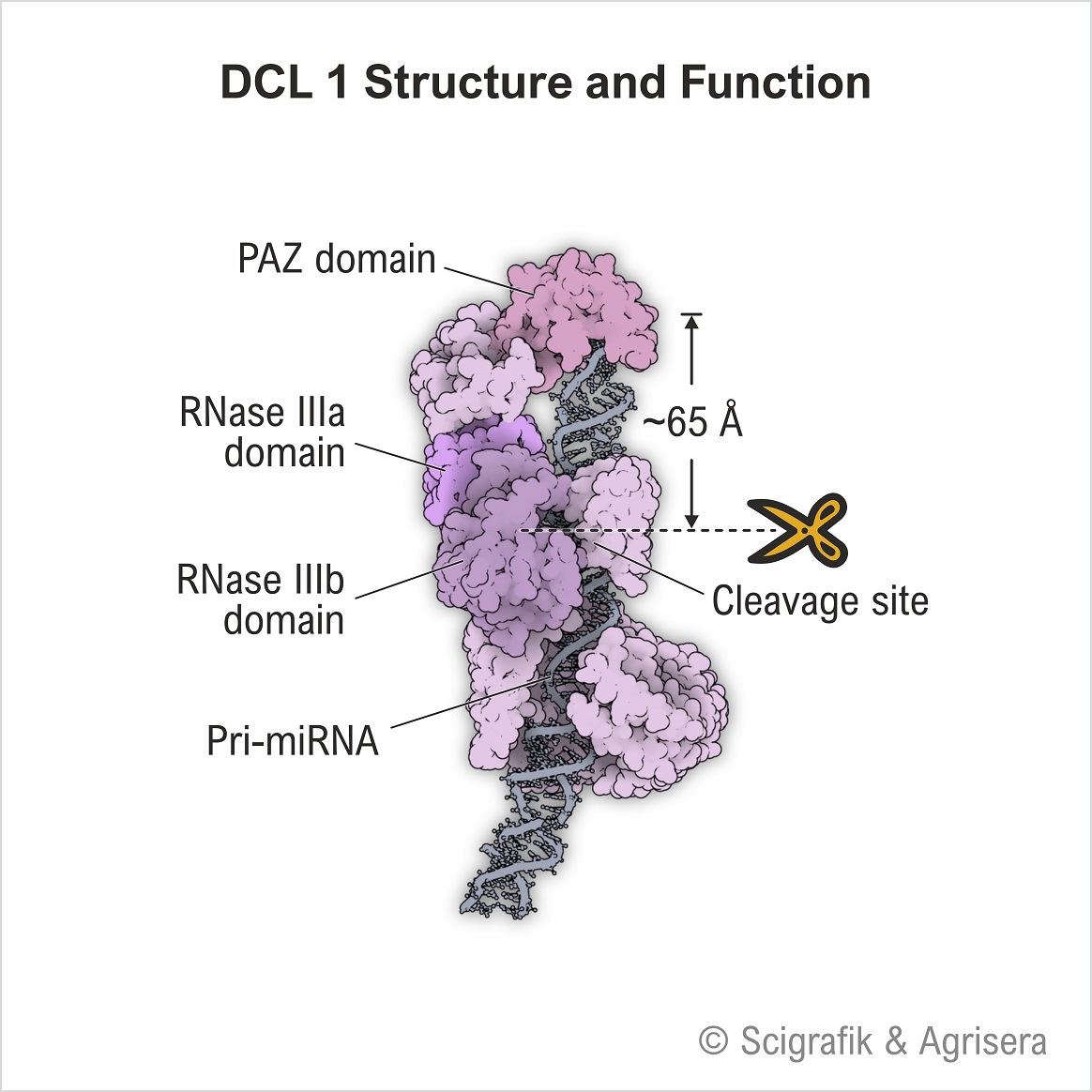 DCL-1