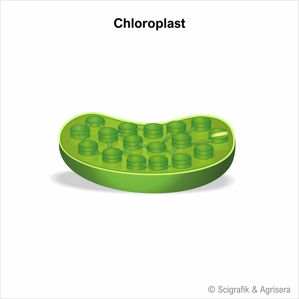 Chloroplast, no labels