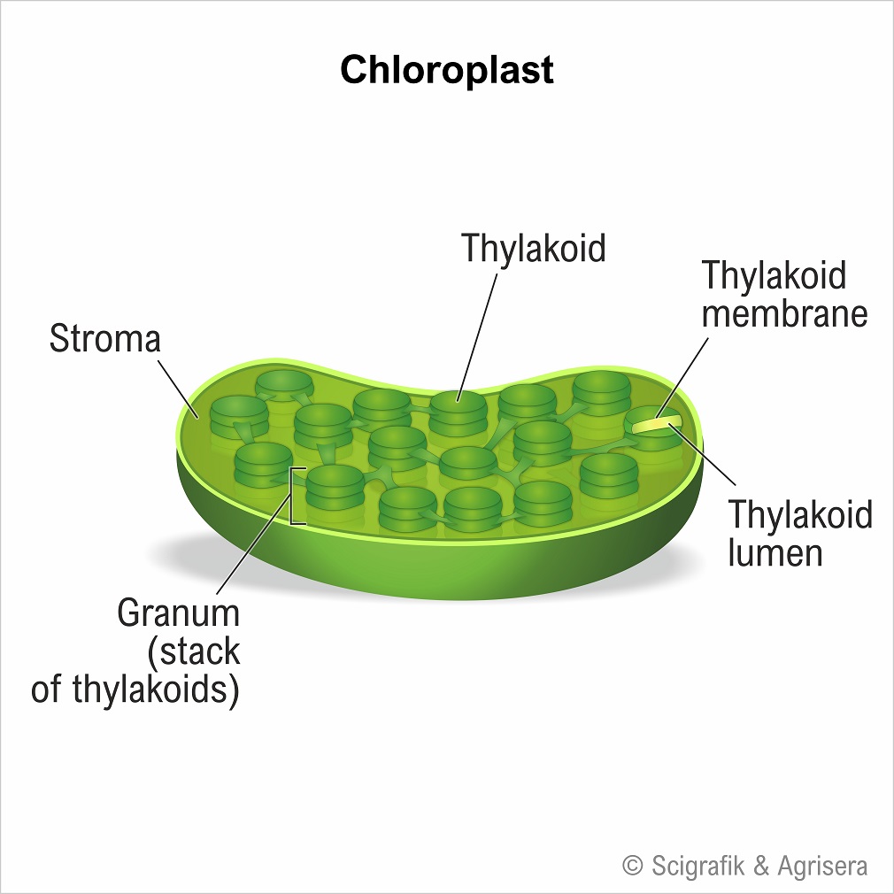 Chloroplast, with labels