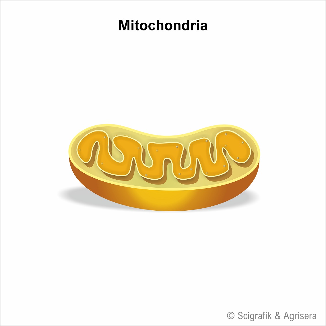 Mitochnodria, no labels