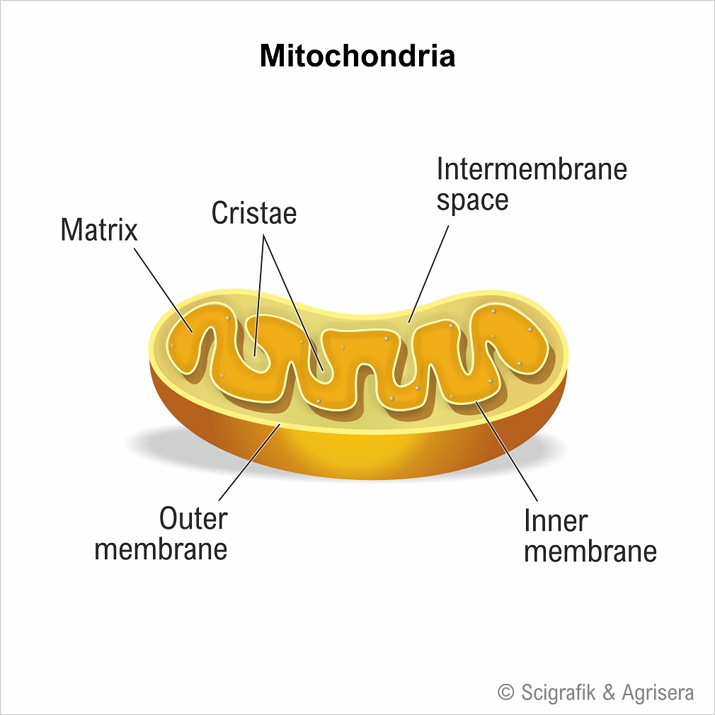 Mitochnodria, with labels