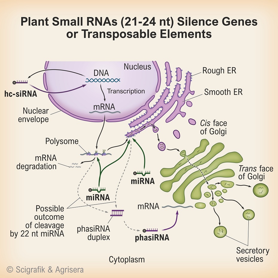 Plant small RNA