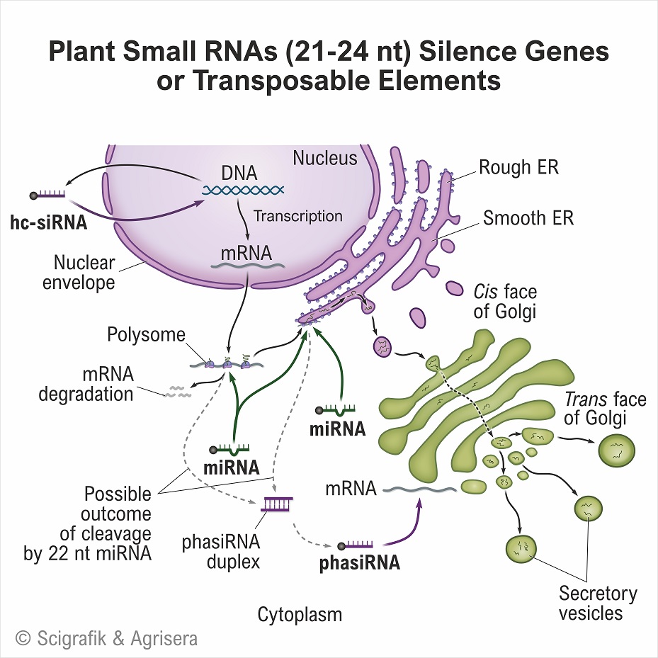 Plant small RNA
