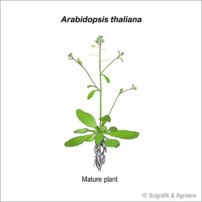 A. thaliana mature