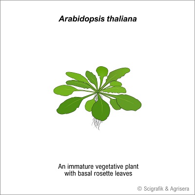 A. thaliana vegetative