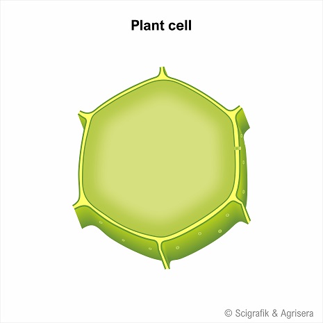 Plant cell, no organelles