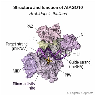 AtAGO10, with labels