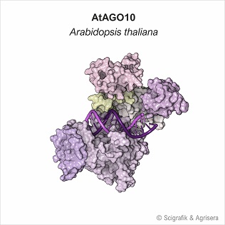 AtAGO10, no labels
