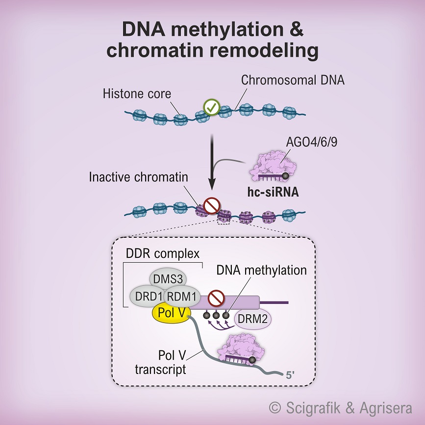 DNA methylation