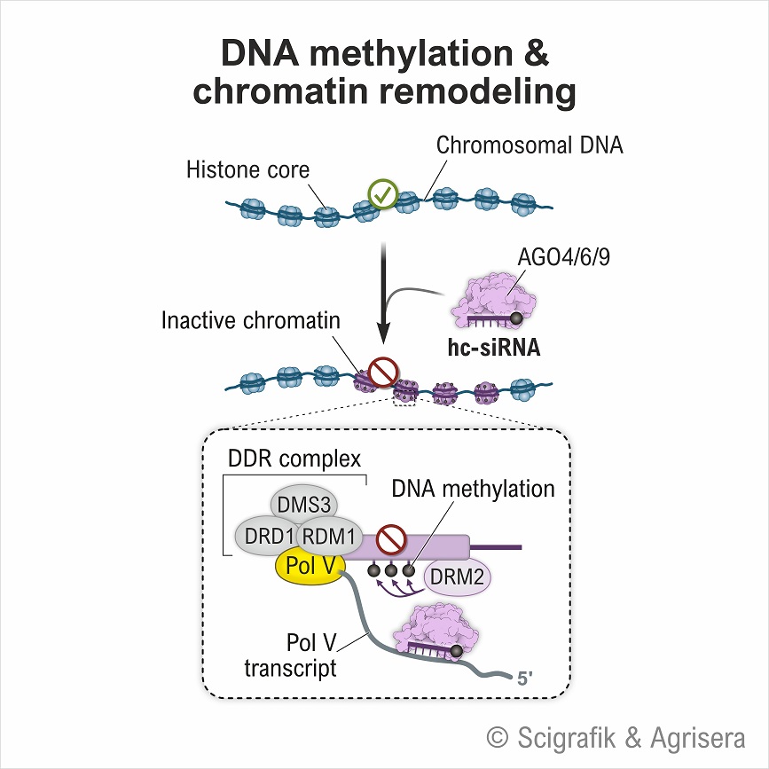 DNA methylation