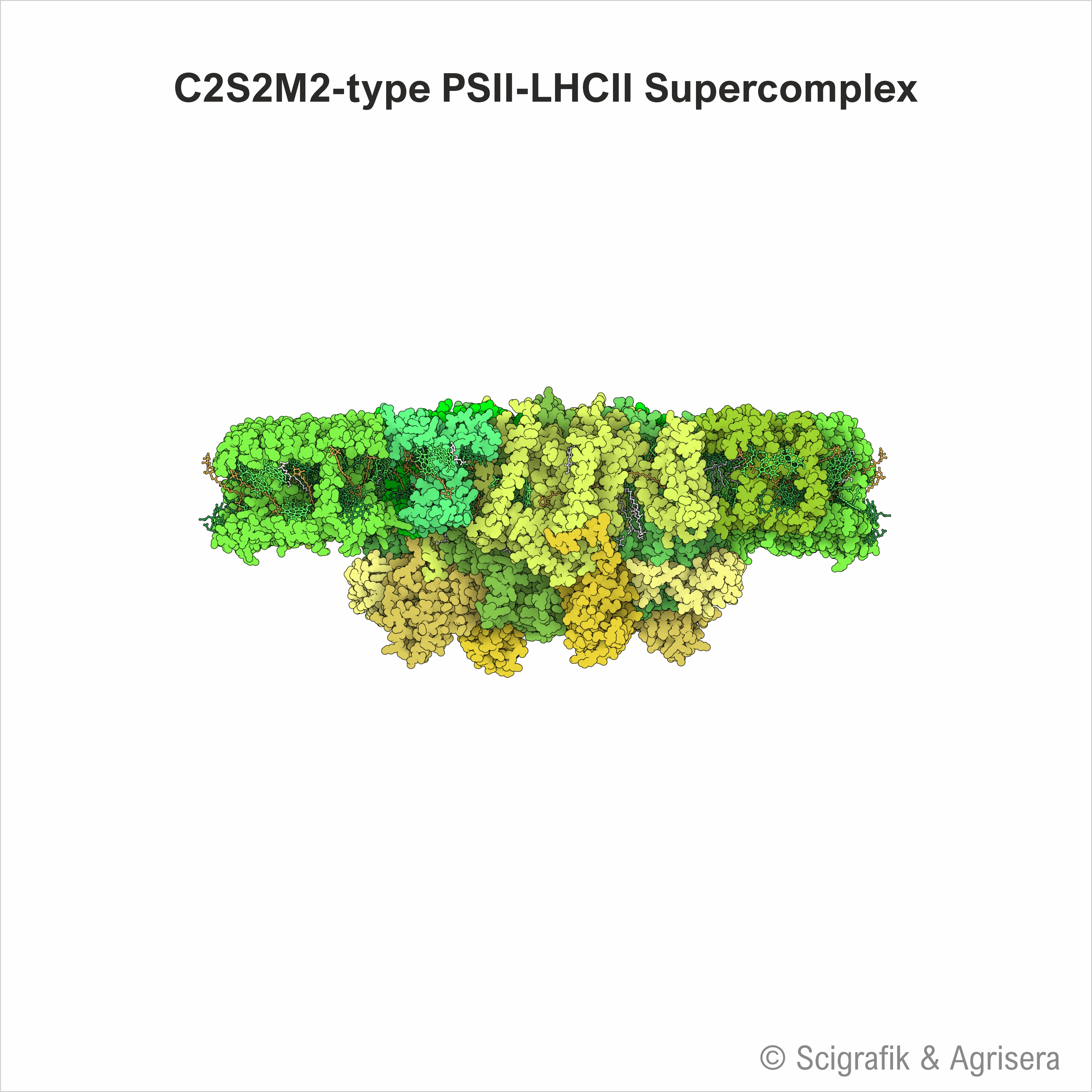 PSII-LHCII Supercomplex, no labels