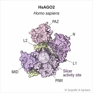 HsAGO2, with labels