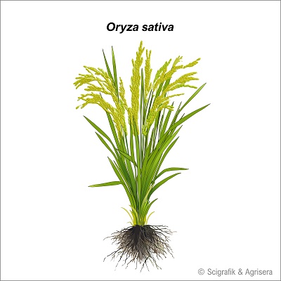 O. sativa