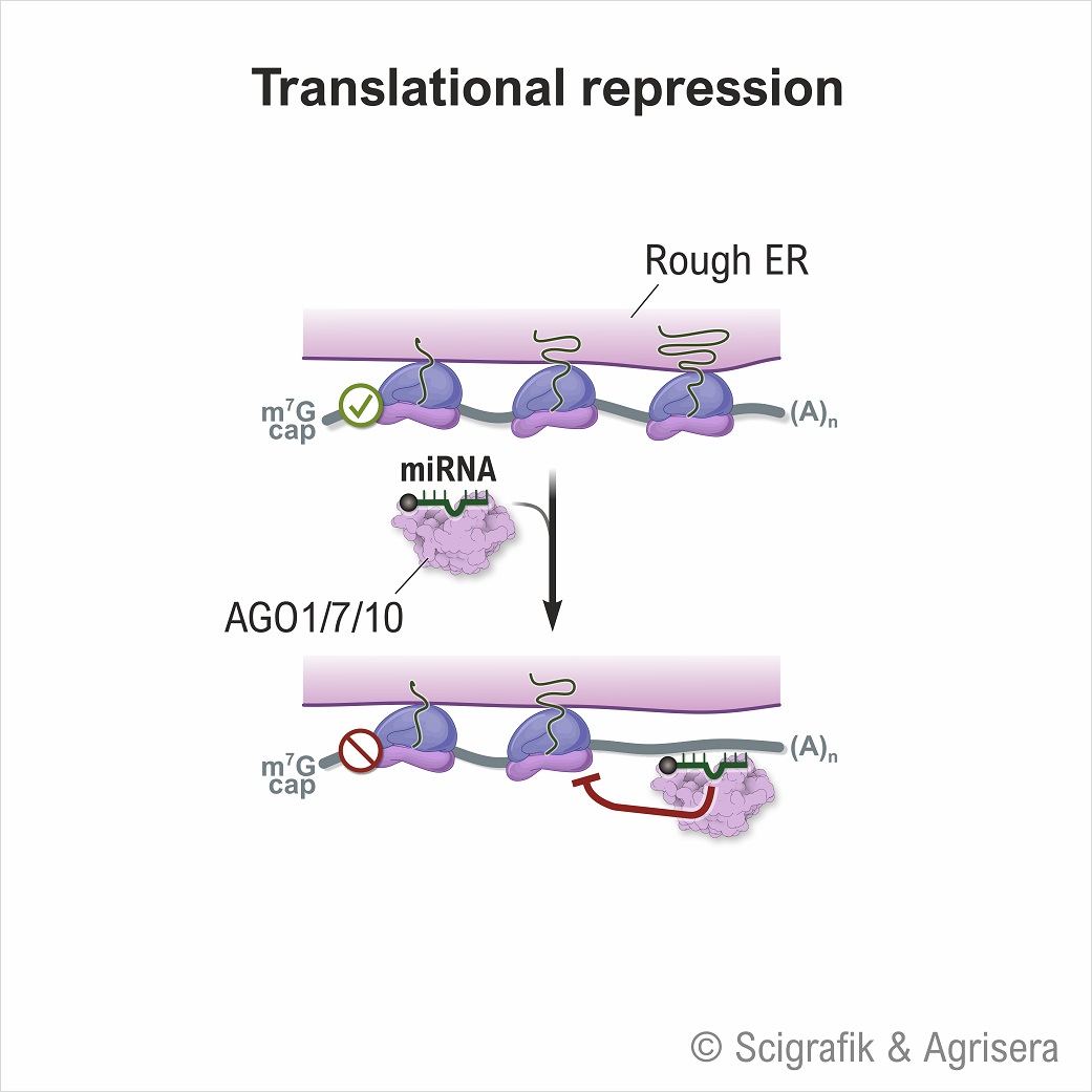 Тranslational repression