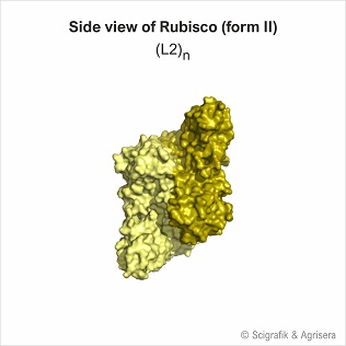 Rubisco form II, no labels