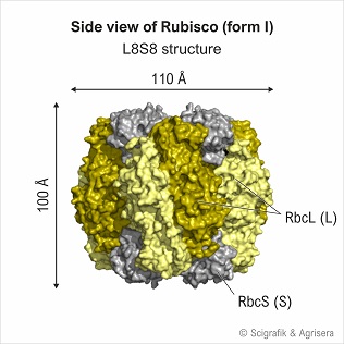 Rubisco form I, with labels