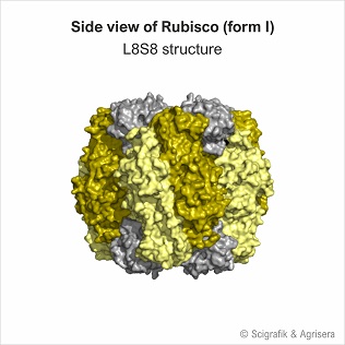 Rubisco form I, no labels