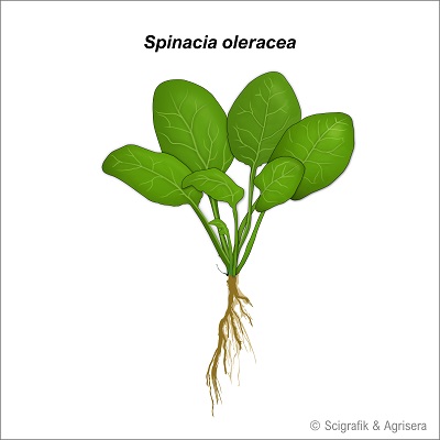 S. oleracea