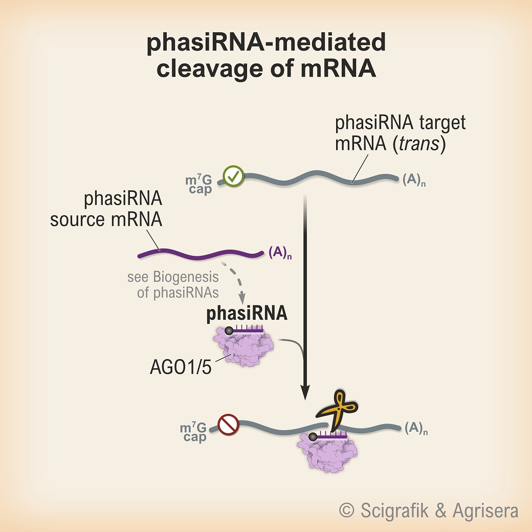 PhasiRNA