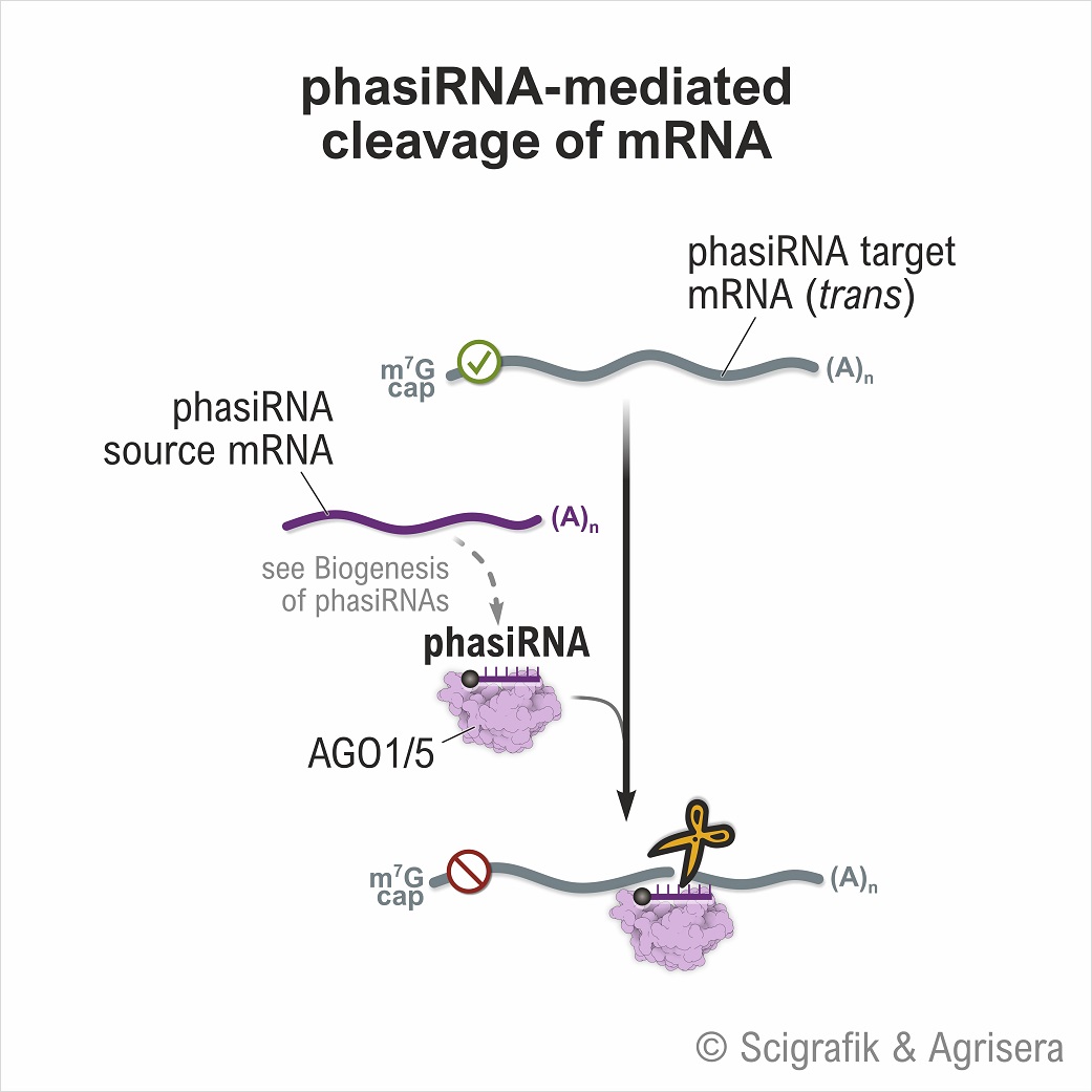 PhasiRNA