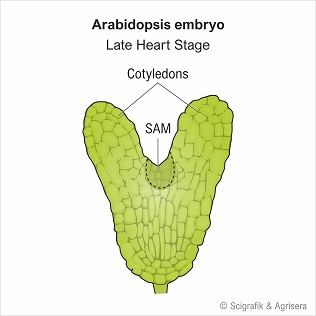 A. thaliana embryo with labels