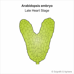 A. thaliana embryo, no labels