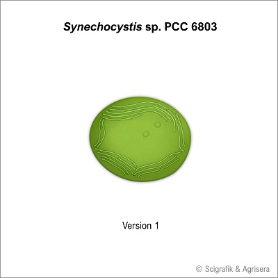 Synechocystis sp. PCC 6803