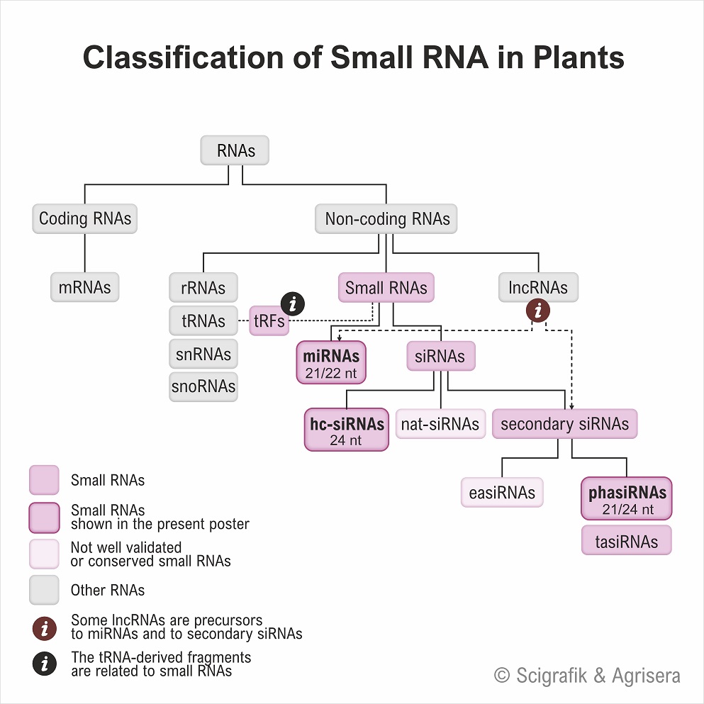 Classification small RNA
