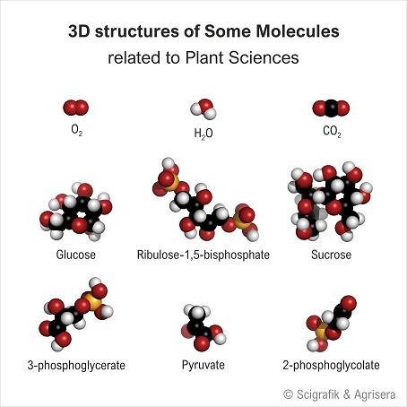 Plant science molecules