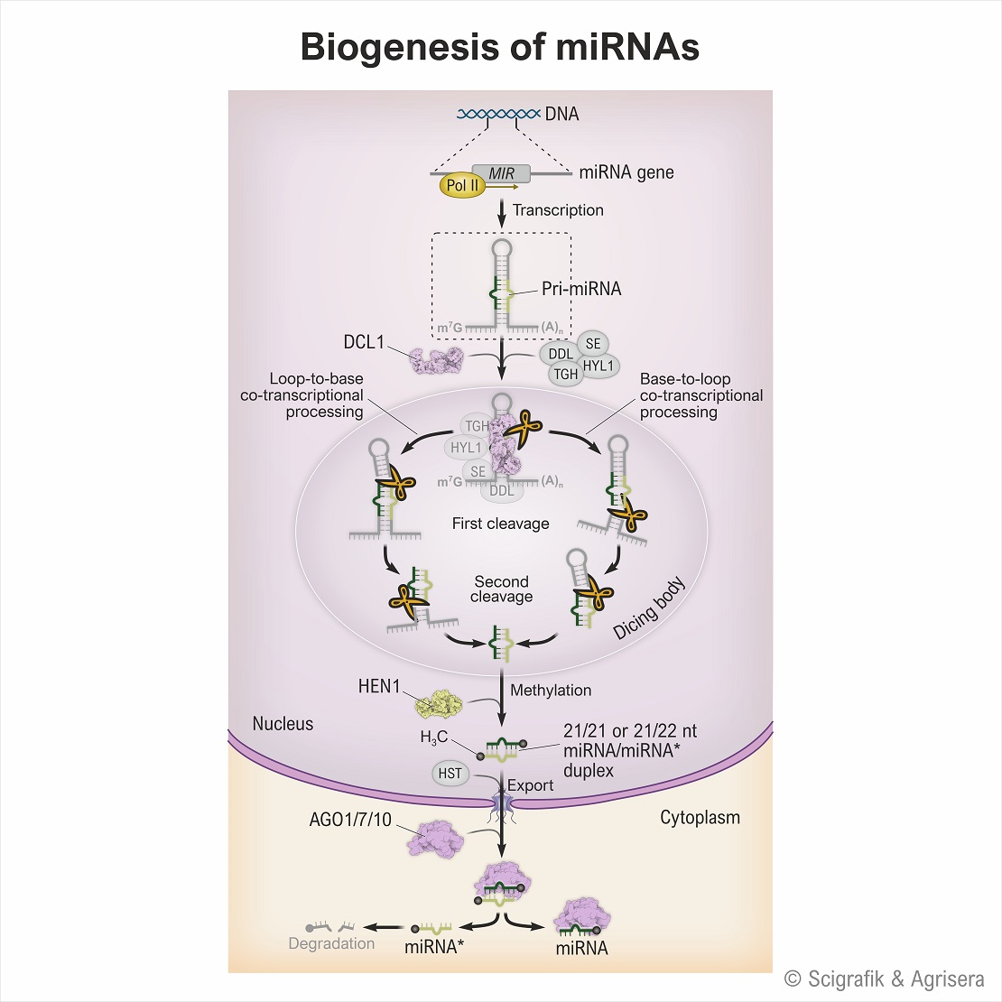 Biogenesis of miRNAs