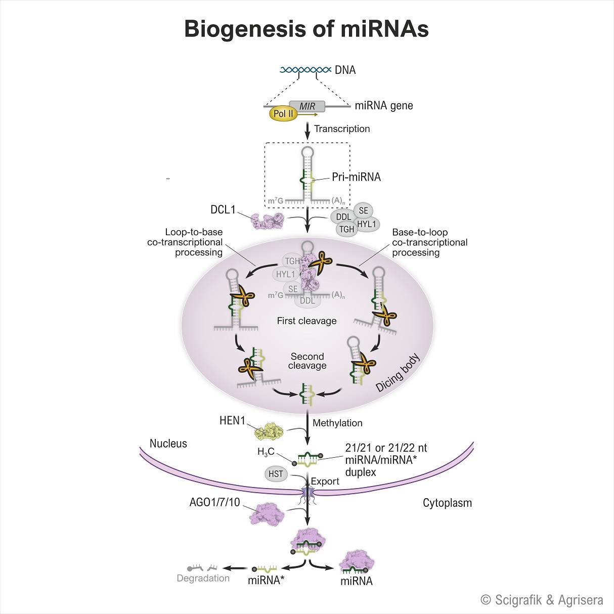 Biogenesis of miRNAs