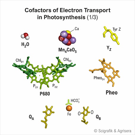 Cofactors electron transport, with labels, 1/3