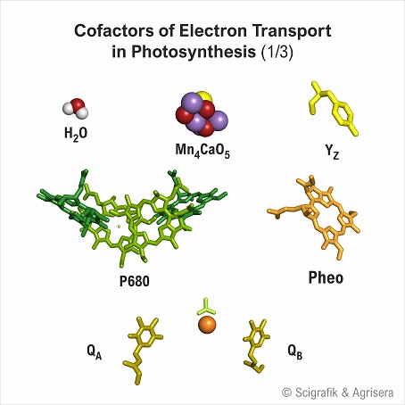 Cofactors electron transport, no labels, 1/3