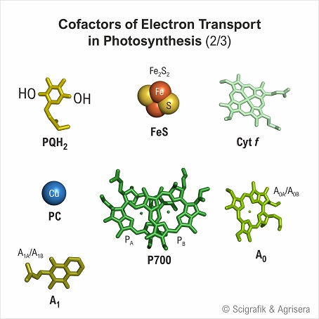 Cofactors electron transport, with labels, 2/3