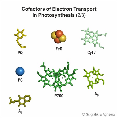 Cofactors electron transport, no labels, 2/3