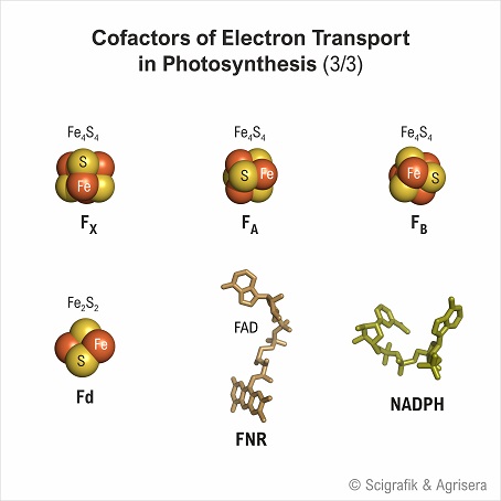 Cofactors electron transport, with labels, 3/3