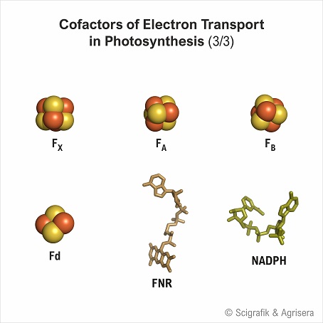 Cofactors electron transport, no labels, 3/3