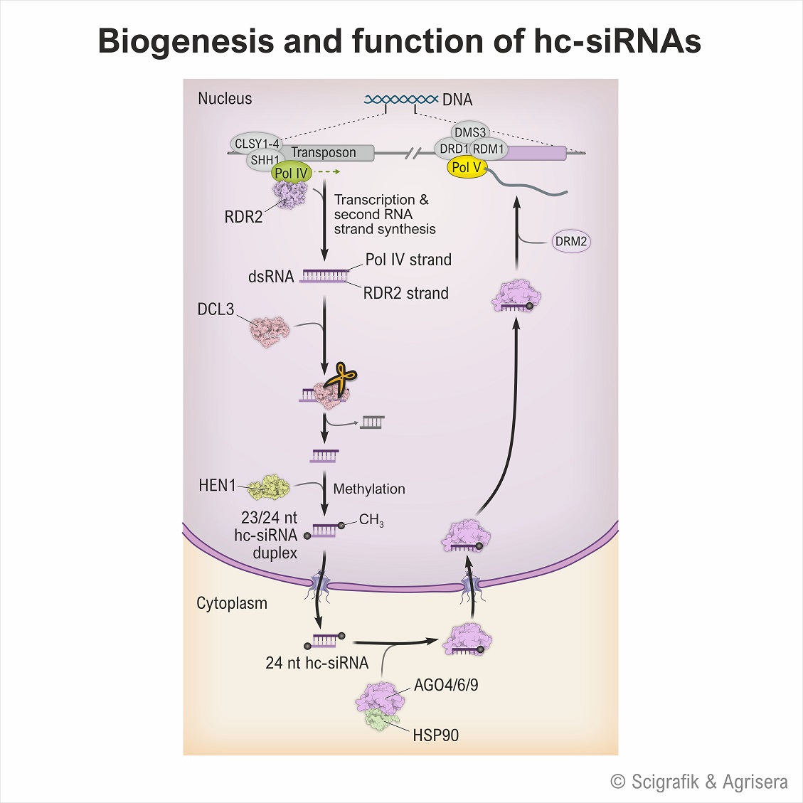 hc-siRNAs