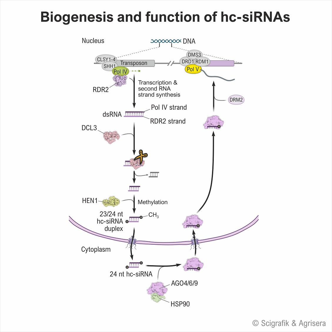 hc-siRNAs