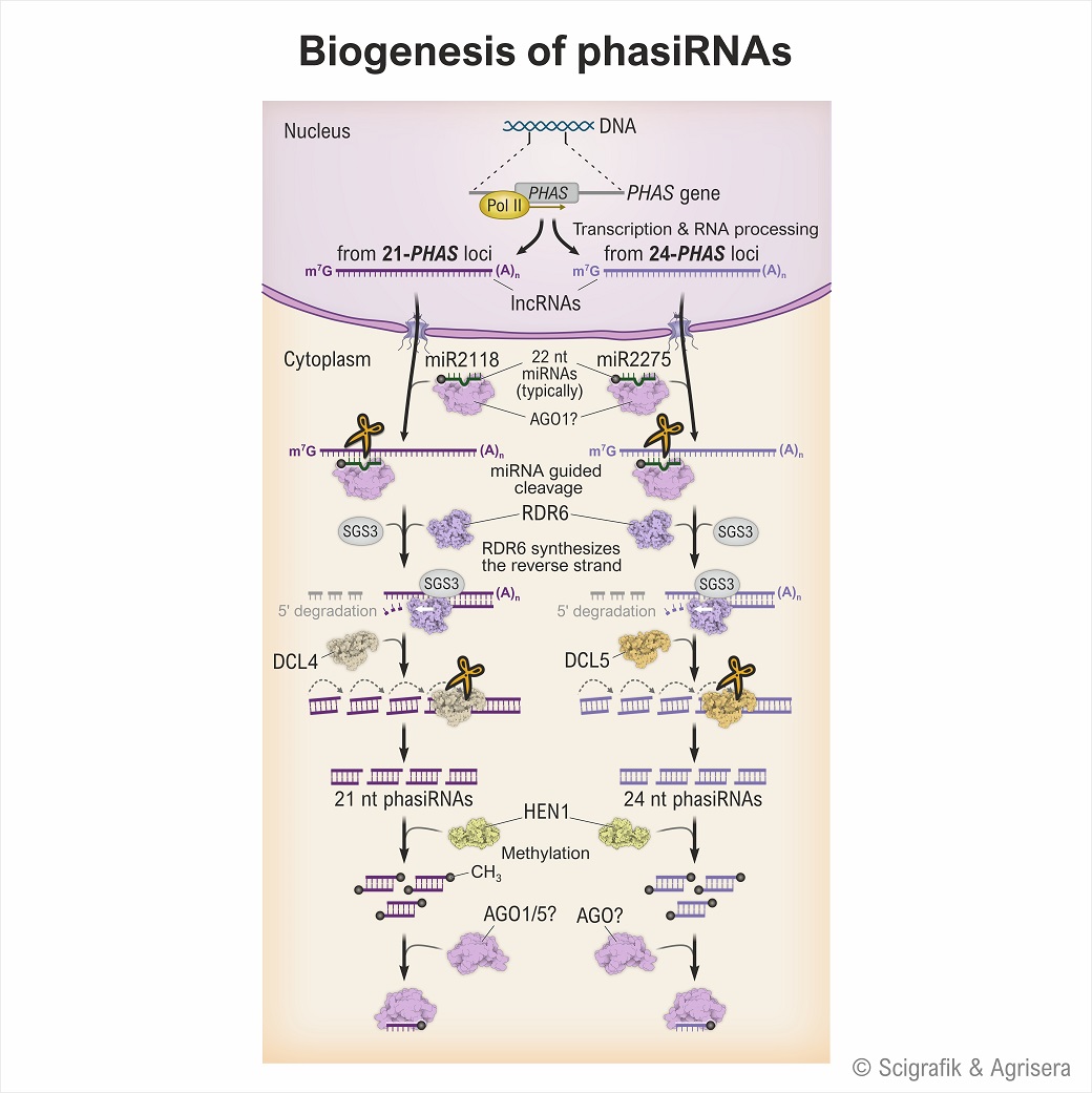 Biogenesis of phasiRNA