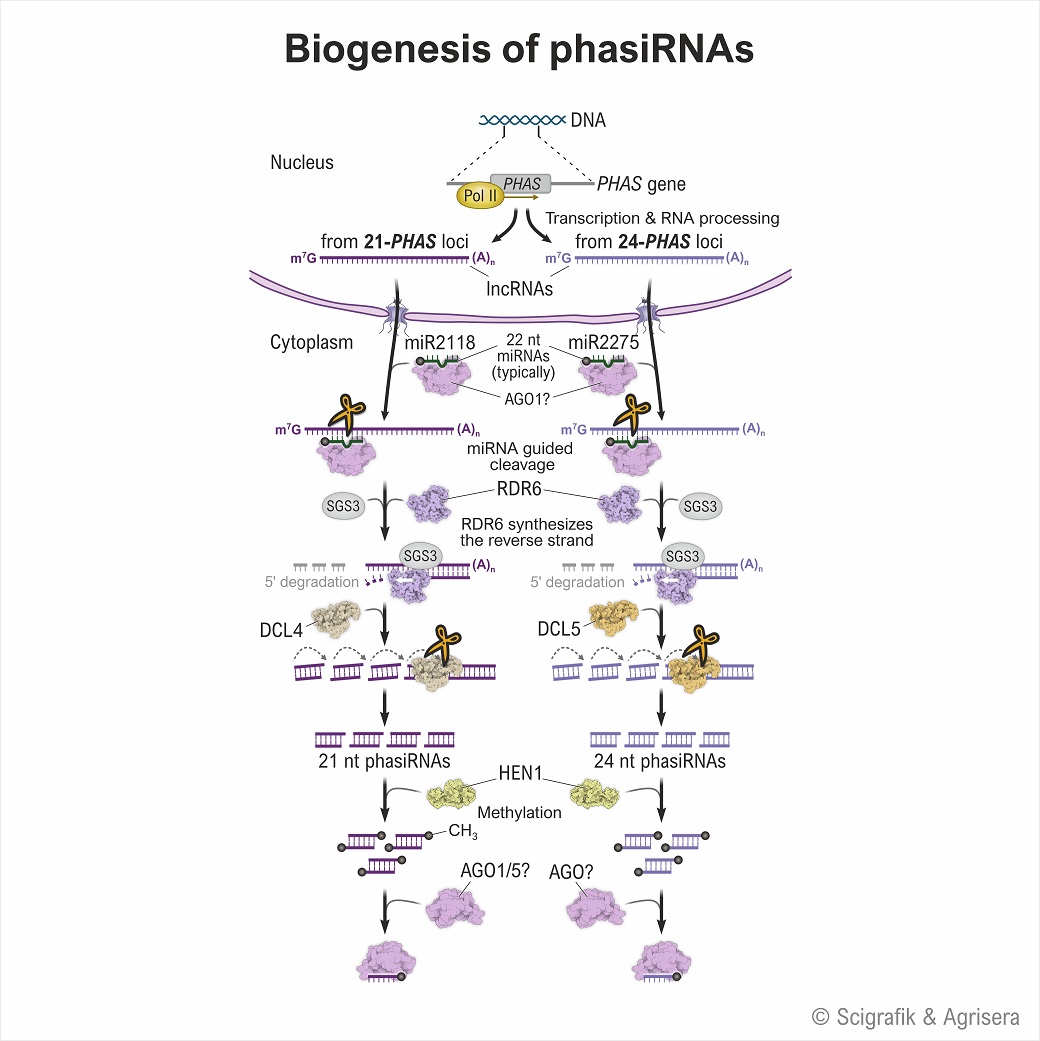 Biogenesis of phasiRNA
