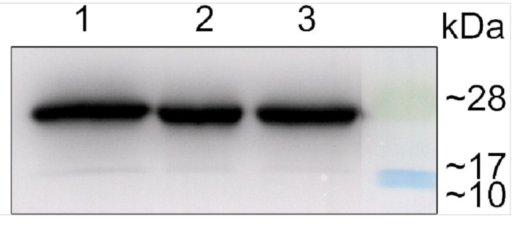 Western blot using anti-Lhcb3 antibodies