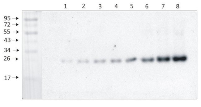 Western blot using anti/Lhcb3 antibodies