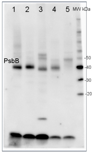 Western blot using anti-PsbB antibodies