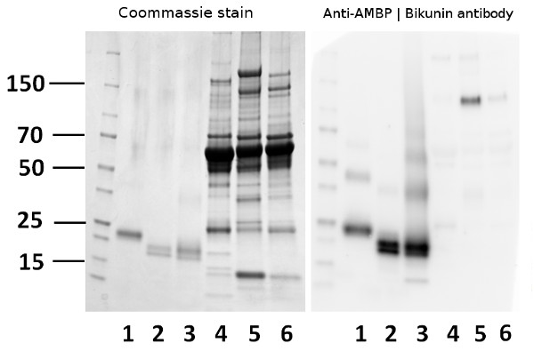 western blot using anti/rat bikunin antibodies